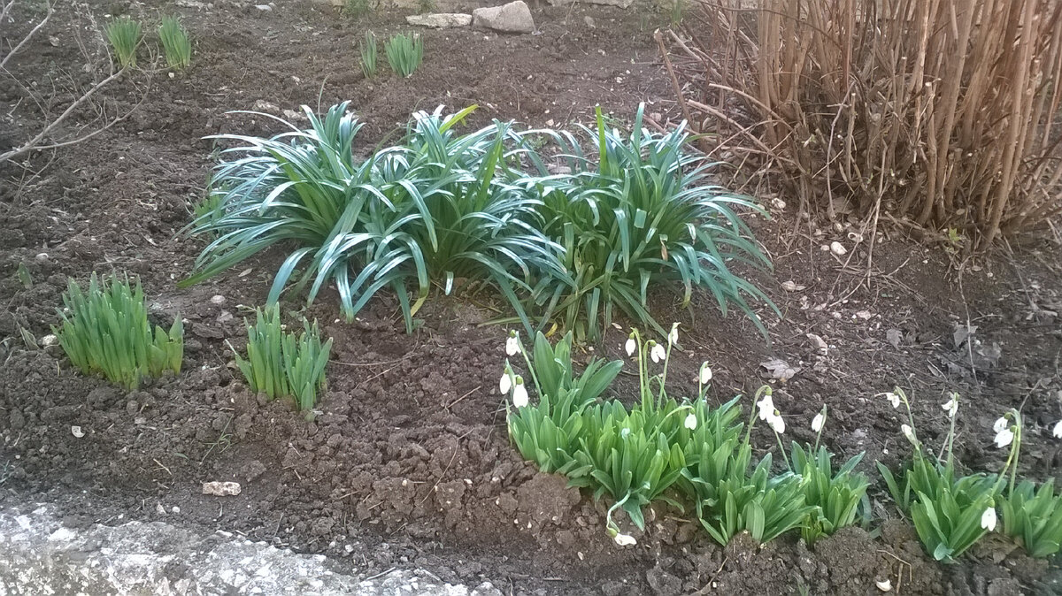 Белые подснежники. 