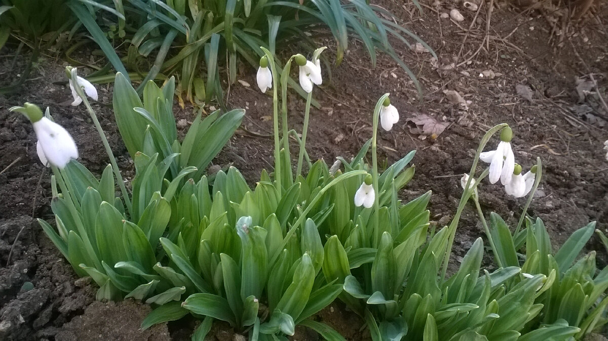 Подснежники. 