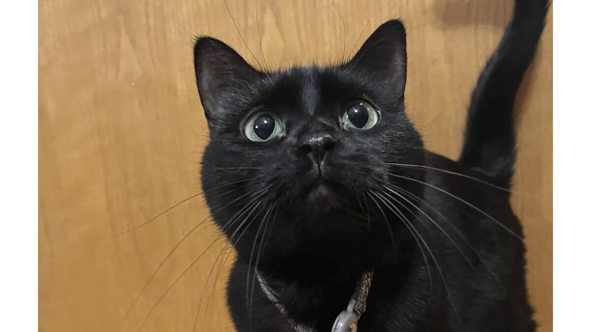 женщины для встреч. удивленные мужчина и женщина. предложение руки и сердца девушке. неожиданно согласилась. фотосессия предложение руки и сердца.