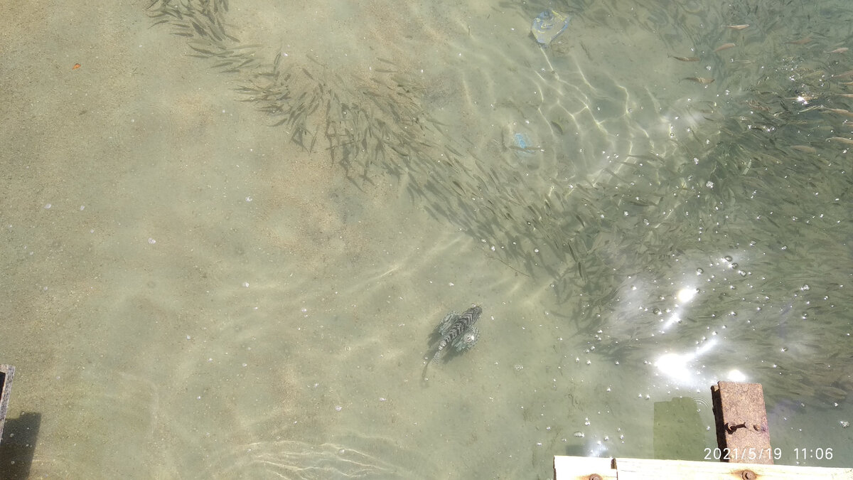 Листайте галерею. Это крылатка, снято с пандуса у берега.