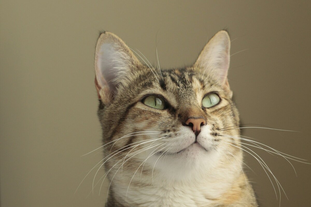     Почему у всех кошек есть залысины у ушей