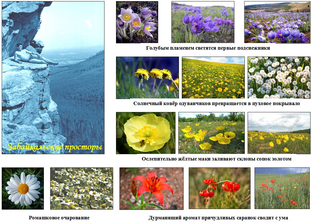 На фотографиях:                                                                                                                                             1. «Забайкальские просторы» со скал Борщовочного хребта: лес внизу словно трава, вдали у ног – Нерчинск, хорошо различим мост через реку Нерчу. На фото -  автор.
 2. Полевые цветы Забайкалья. Авторы снимков не установлены.