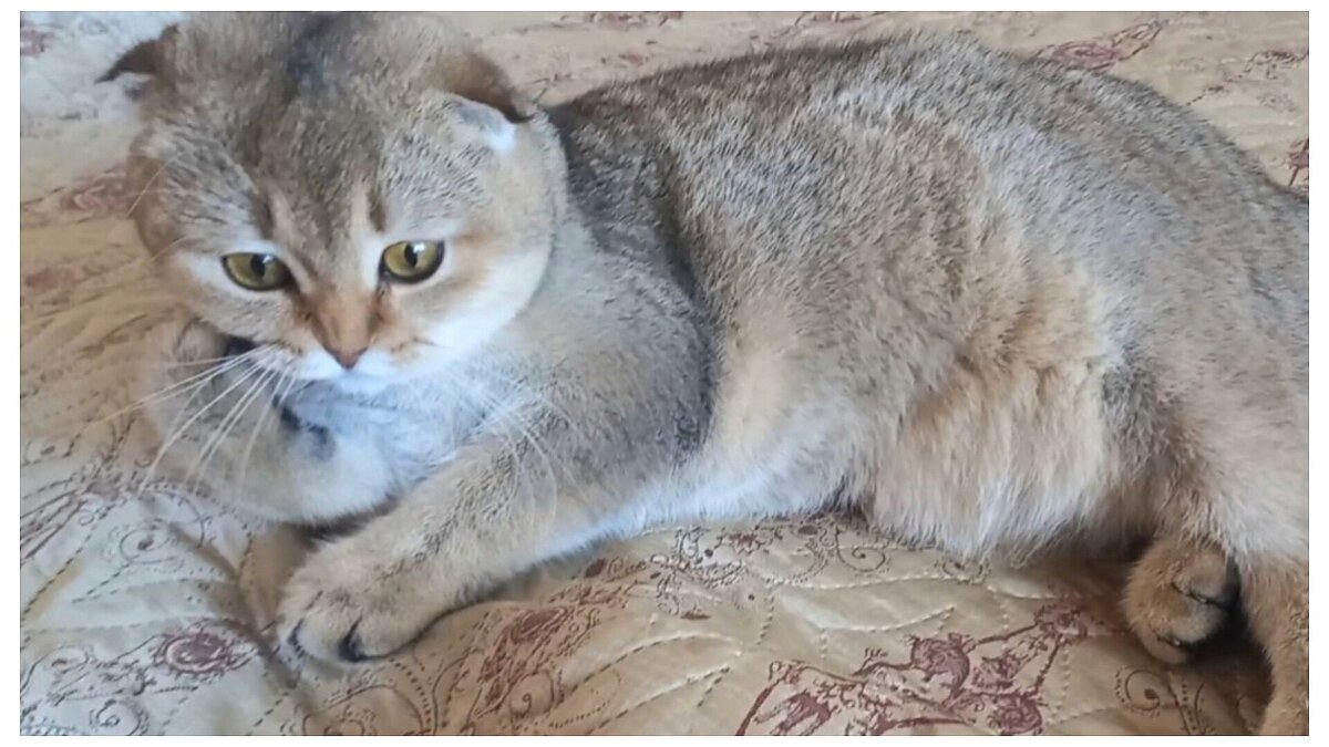 Я дарю радость хозяевам своим присутствием