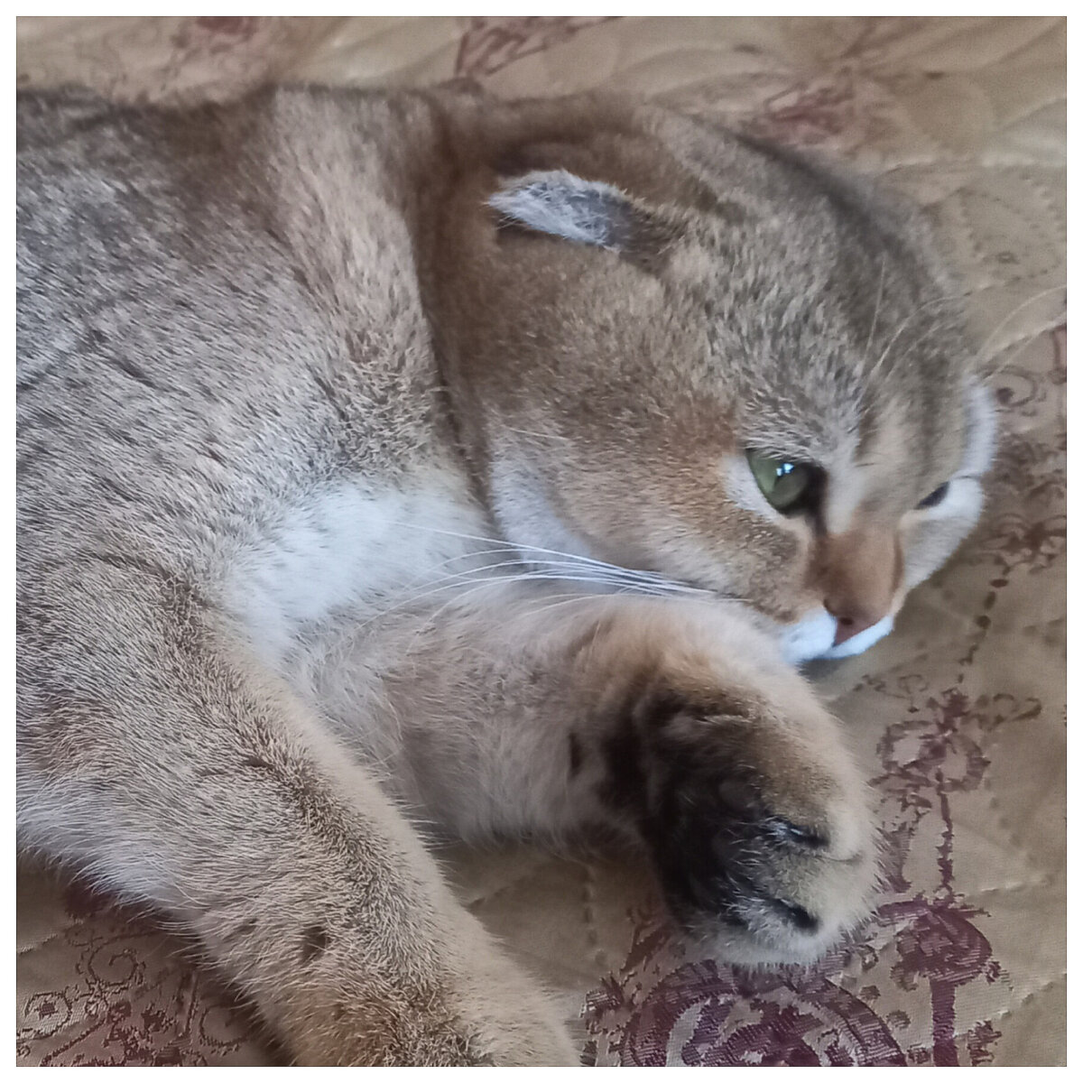 Где взять мышку?