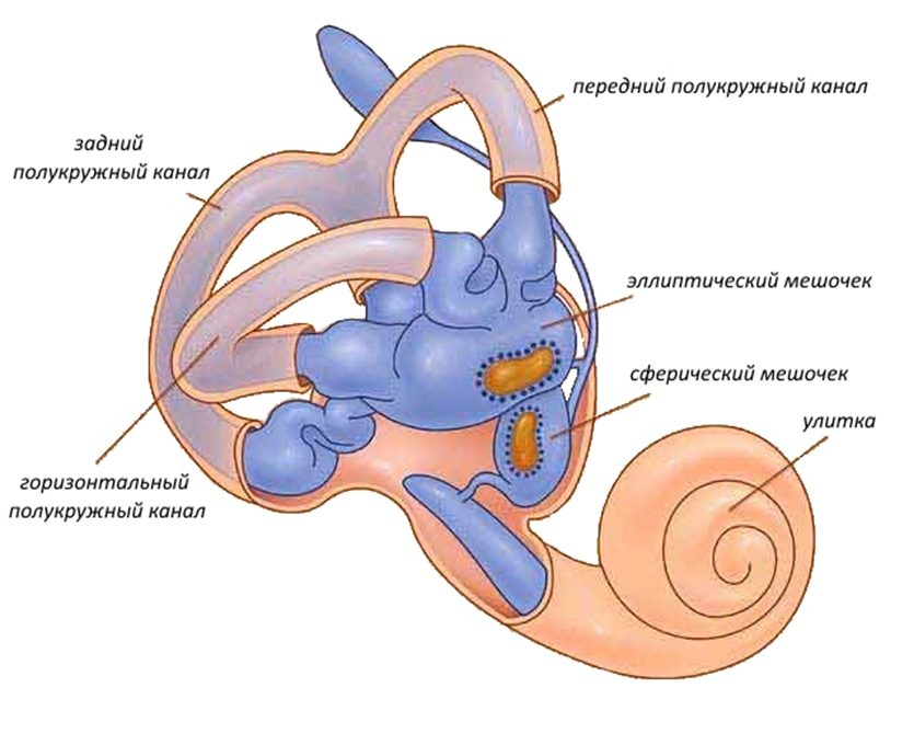 Внутреннее ухо анатомия вестибулярного аппарата. Строение полукружных каналов внутреннего уха. Преддверие вестибулярного аппарата это мешочки.