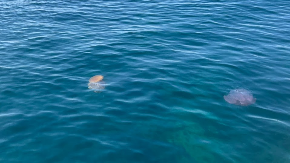 Медузы у берегов Пхи-Пхи-Дона.