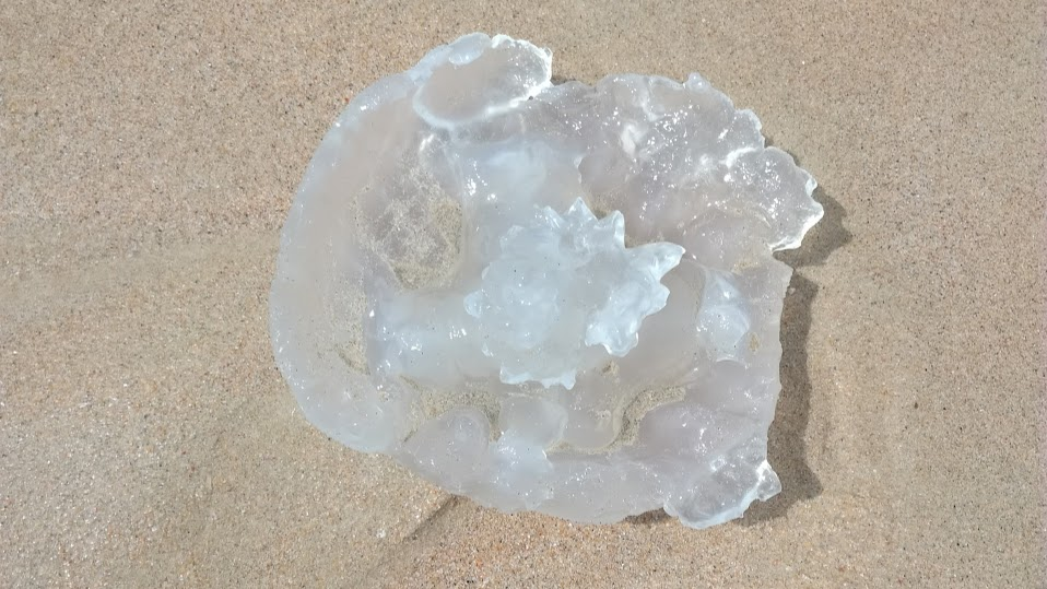 Медузы на Кароне