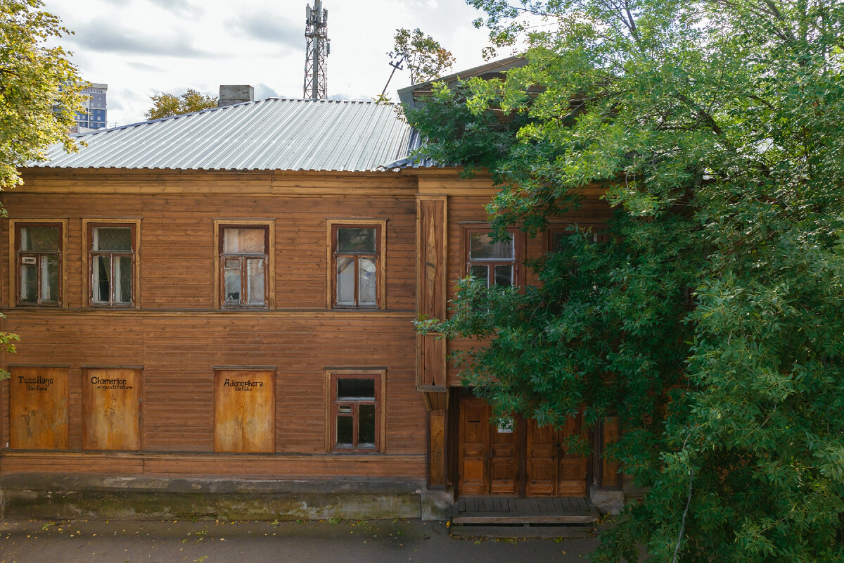 Славянская, 3, стрит-арт Лены Лисицы «Теплые растения» 