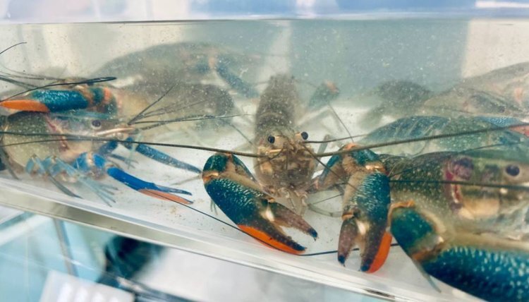    Австралийские красноклешневые раки прижились в аквакультуре Салехарда