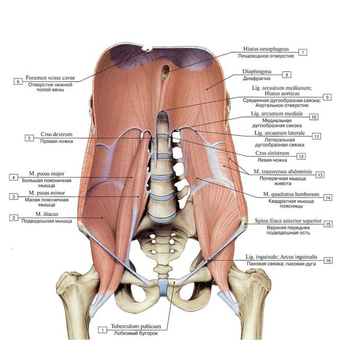 Мышцы полости таза. Диафрагма и поперечная мышца живота. Мышцы диафрагмы таза анатомия. Подвздошно-поясничная мышца и диафрагма. Подвздошно-поясничная мышца человека анатомия.