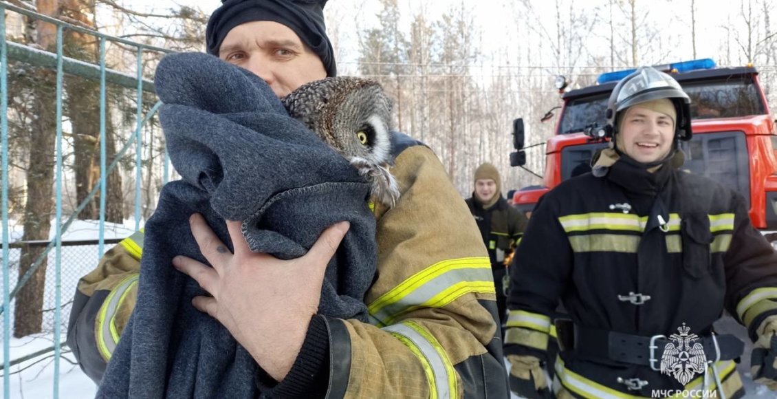    Фото: t.me/mchs_official