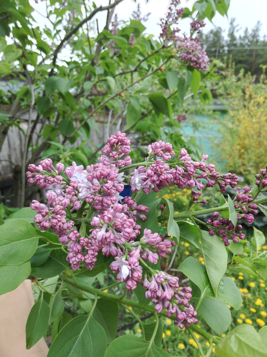 Классический цвет сирени и увеличенные махровые соцветия