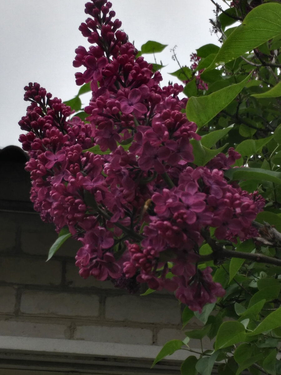 Яркий бордово-фиолетовый окрас