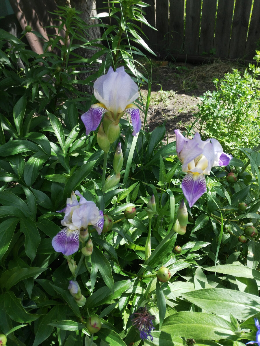 Тигровые светлые Ирисы