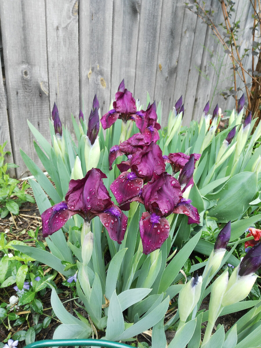 Темные оттенки Ириса