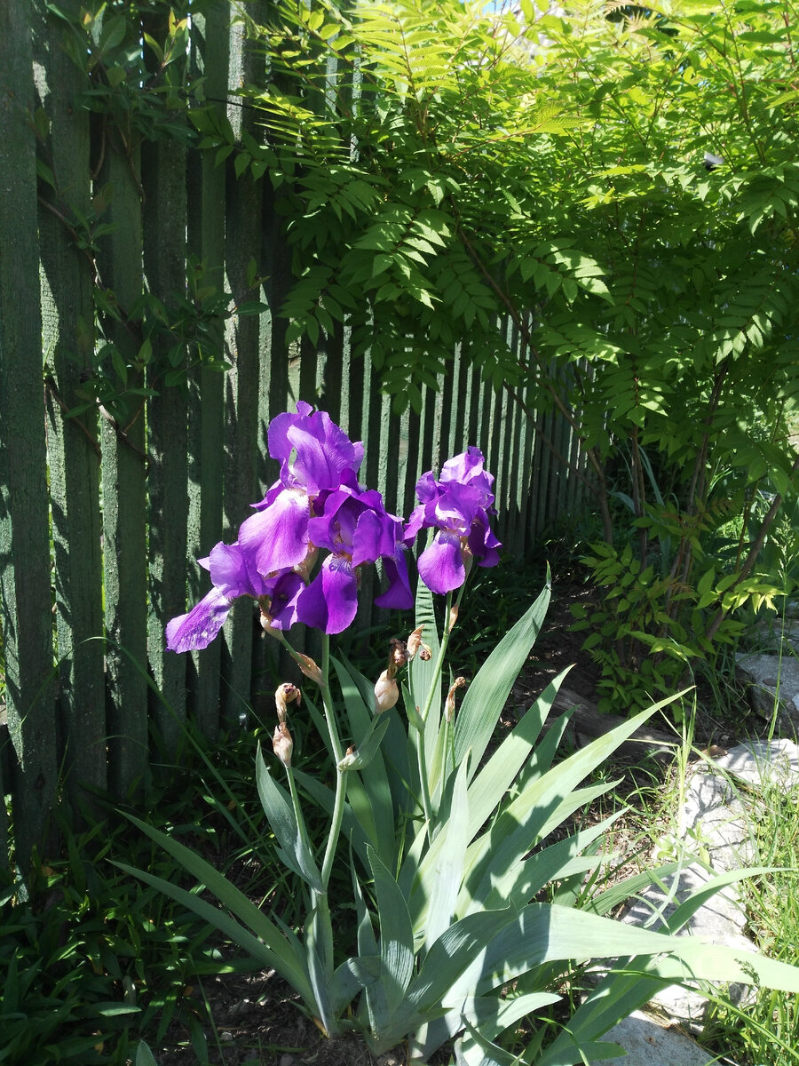 Ярко-фиолетовый, "деревенская классика"