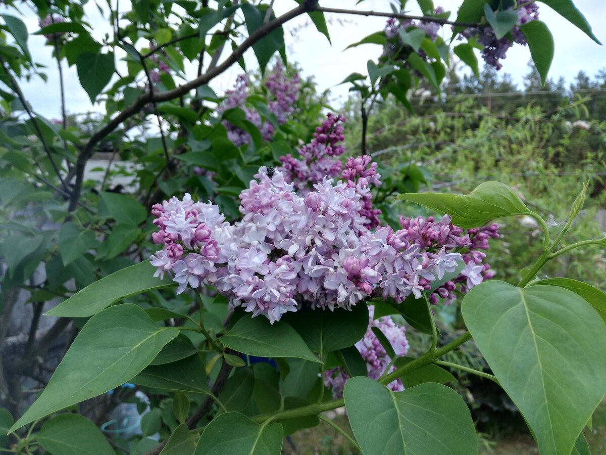 Увеличенное количество соцветий