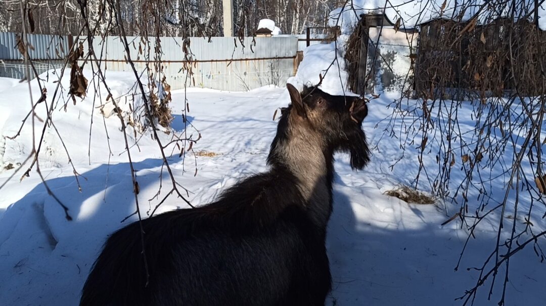Батя на прогулке