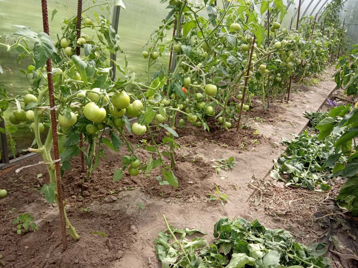 Урожай  всегда  был отличный 