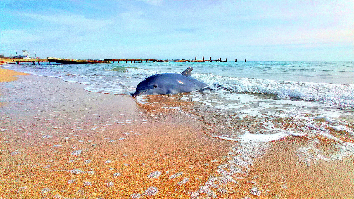 Дельфин выпрыгнул на берег
