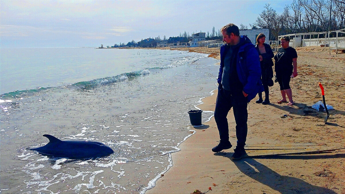 Сергей, который нашел дельфина