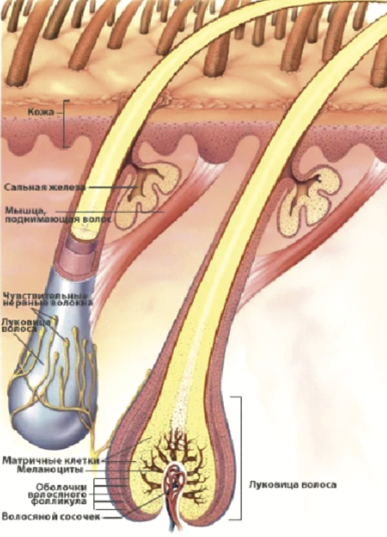 Строение волосяного фолликула. Строение волоса фолликул луковица. Волосяной фолликул и луковица. Строение волосяной луковицы.