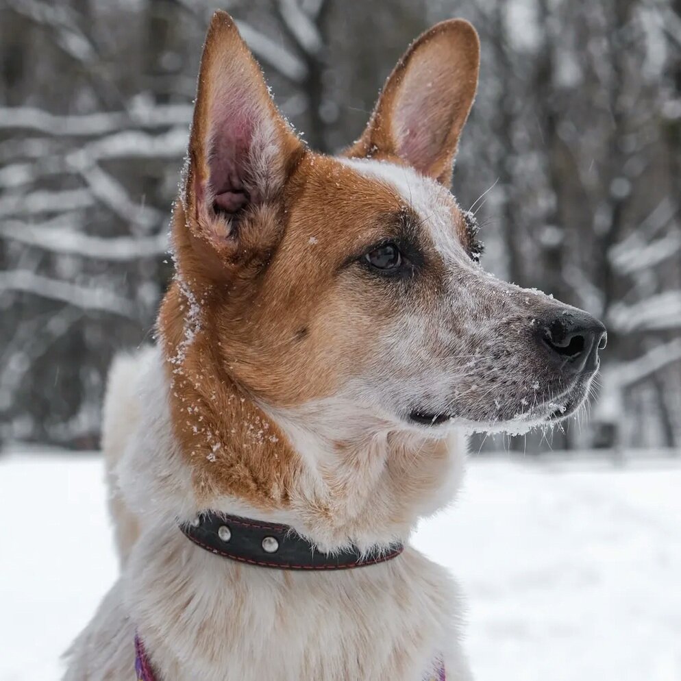 Хозяева вывезли Веснушку к лесу и выкинули в снег. | lexiandko ...