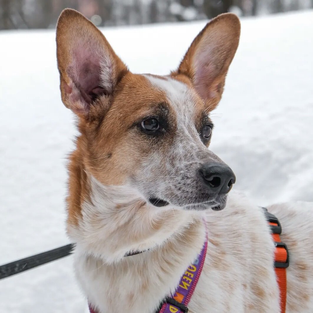 Хозяева вывезли Веснушку к лесу и выкинули в снег. | lexiandko ...