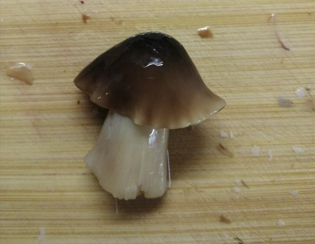 Фото Ирины Степановой с вопросом - что за гриб? Грибы в соленом виде мы редко определяем))