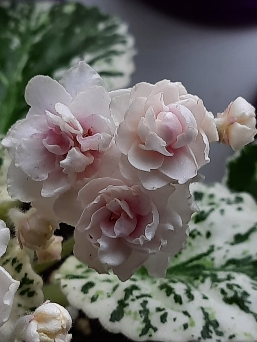 Watermelon Snow  (P. Addison)