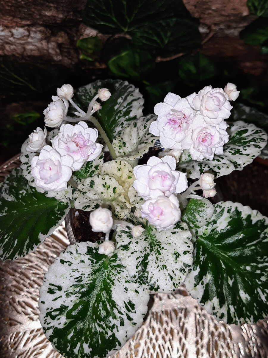 Watermelon Snow (P. Addison)