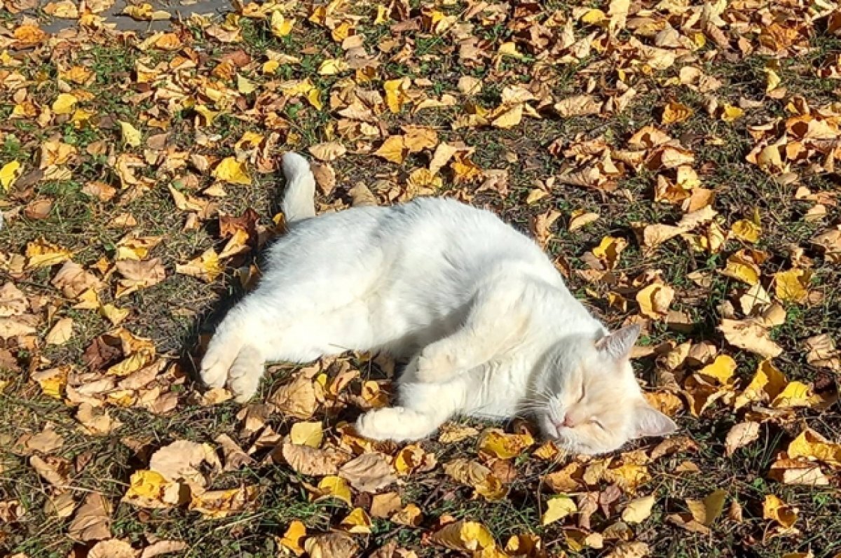    Под Волгоградом кошка погибла от вируса бешенства