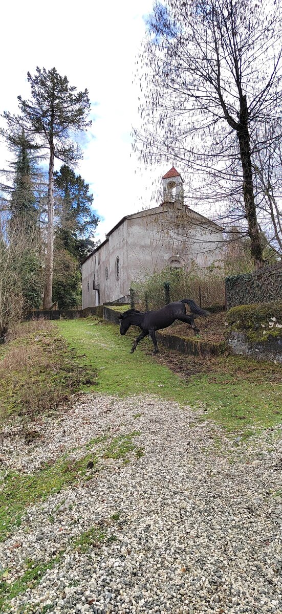 Увидев нас лошади быстренько разбежались, удалось поймать на кадр только одну!