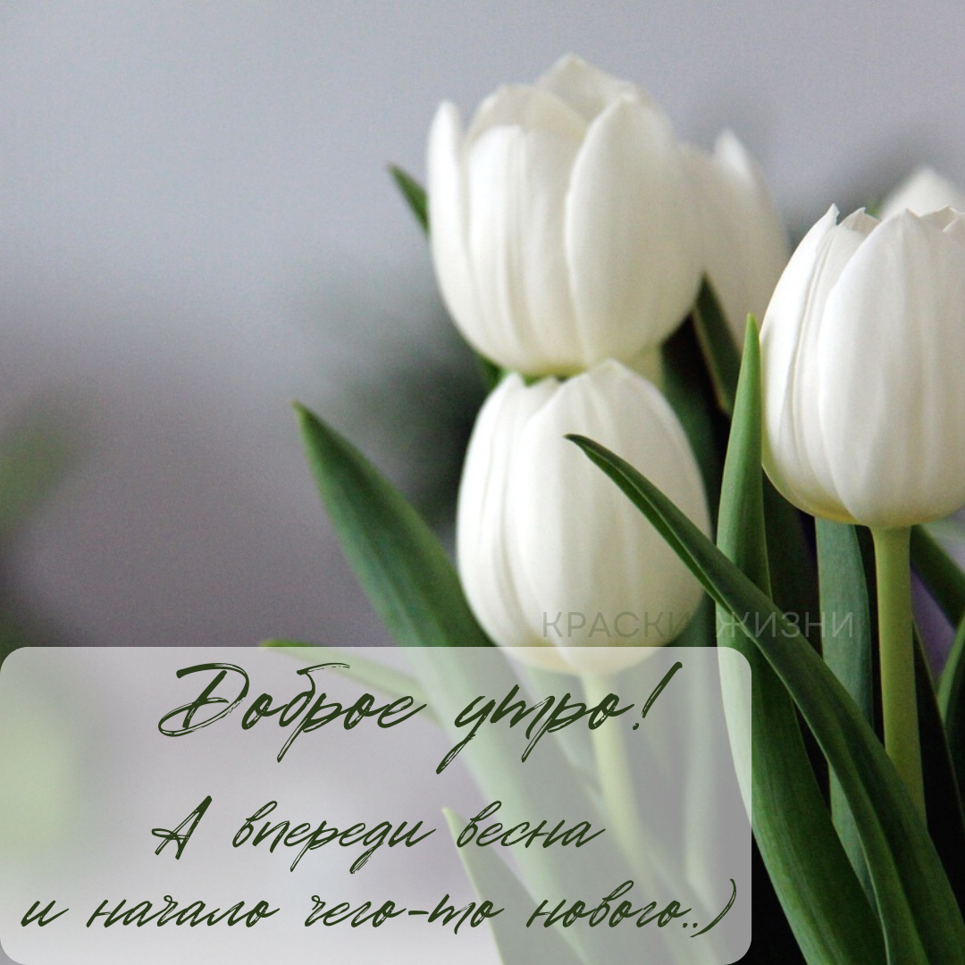 Открытка "Доброе утро! А впереди весна и начало чего-то нового..)"