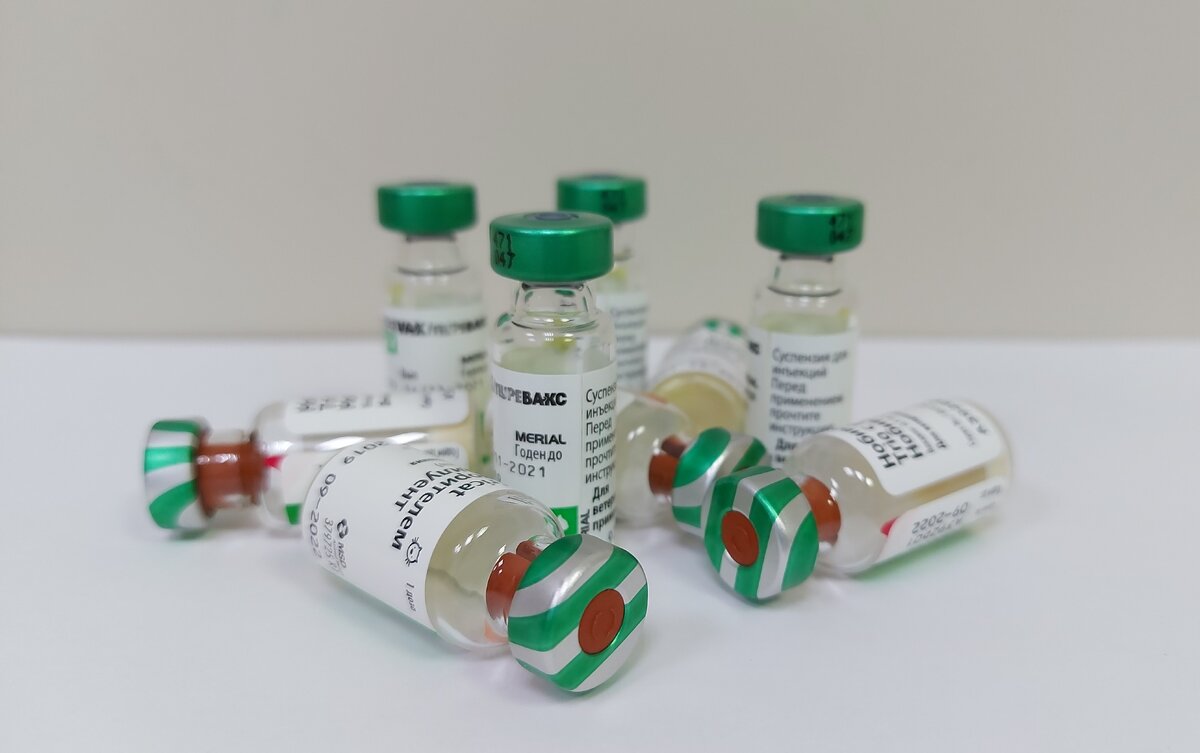 Вакцинация кошек. Какую вакцину лучше выбрать? Какой порядок вакцинации ...