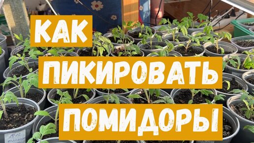 Когда пикировать помидоры. Как я пикирую помидоры в домашних условиях. Личный опыт