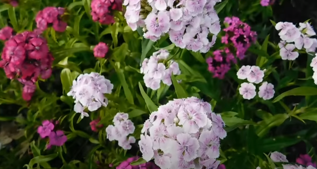 Гвоздика турецкая "Бородатая".