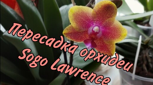 Пересадка орхидеи Sogo Lawrence