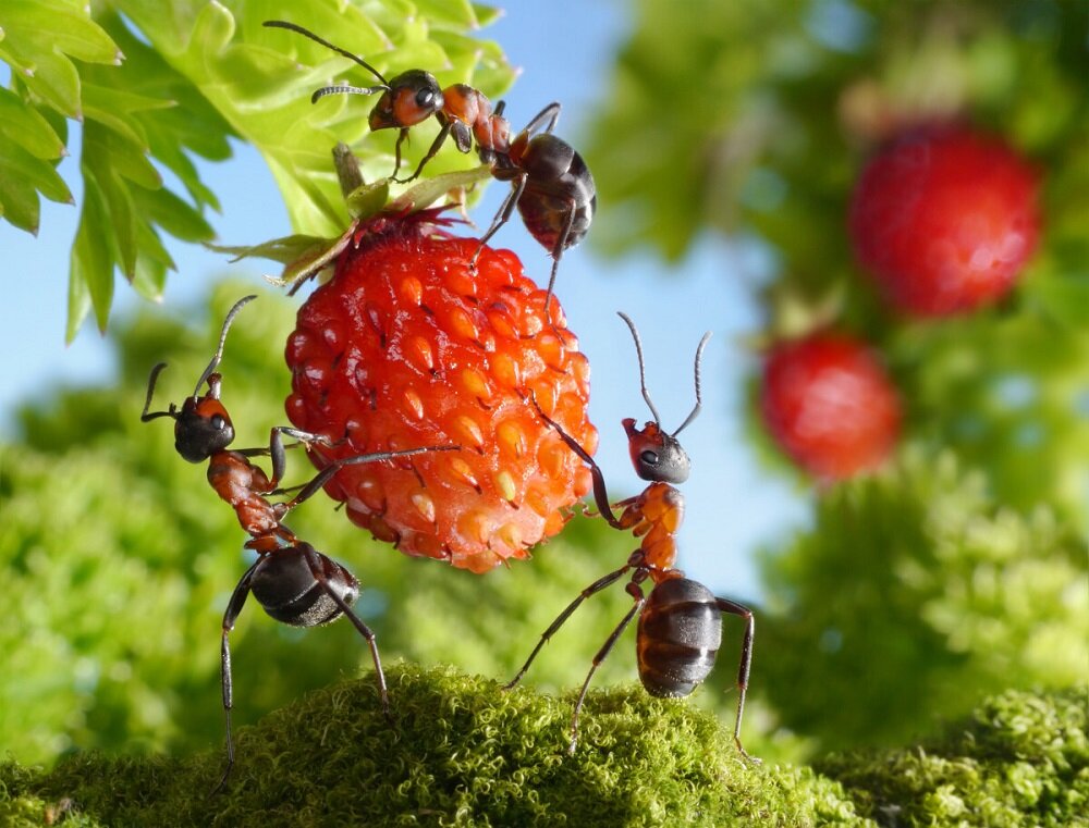 В мире природы существуют удивительные явления, и одним из них является способность муравьев поднимать и переносить предметы, многократно превышающие их собственную массу.