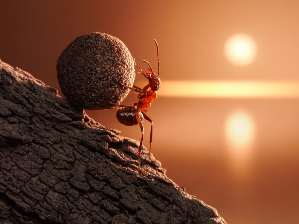 В мире природы существуют удивительные явления, и одним из них является способность муравьев поднимать и переносить предметы, многократно превышающие их собственную массу.-2