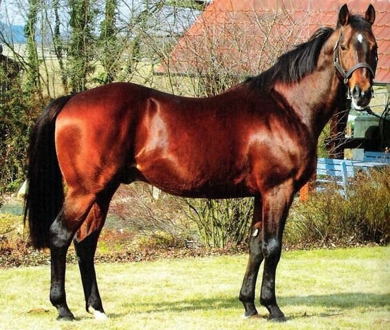 животные тропиков. доклад про дождевых червей. олененок. растения и животные. фразы про свиней прикольные.