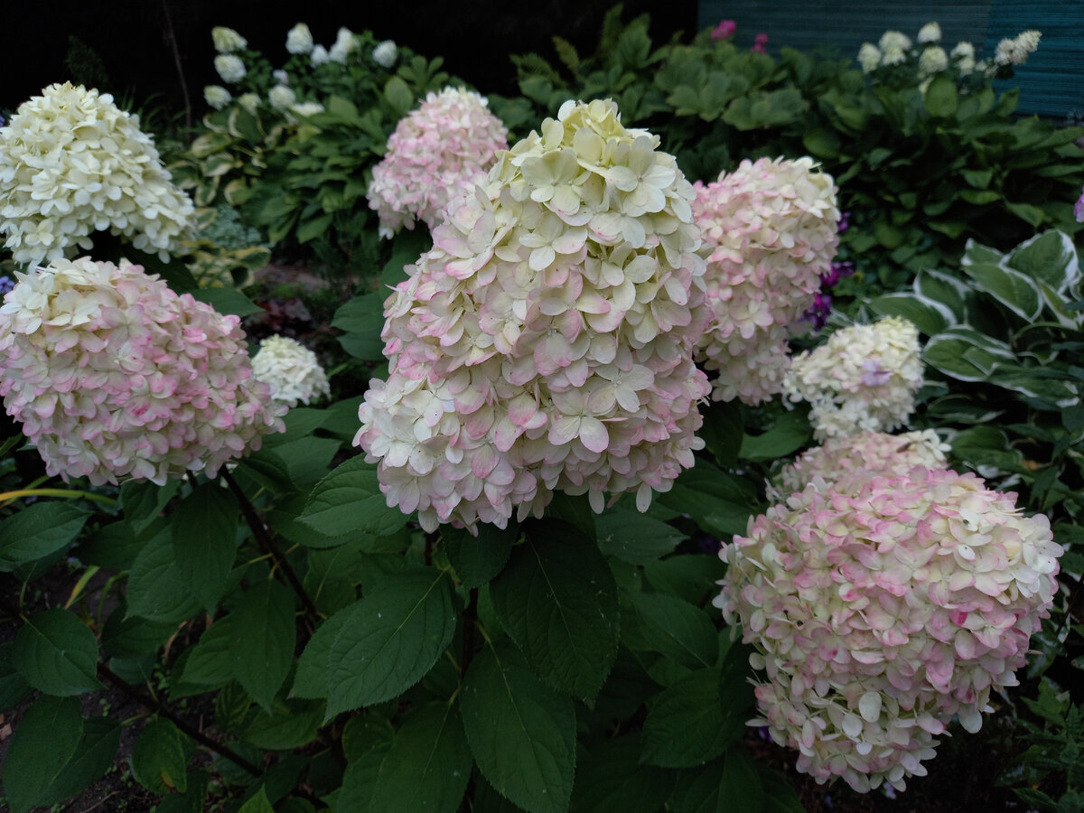 Selection. Конец августа 2021 года. На заднем плане Limelight и Polar Bear. Не каждый год  такая красота...