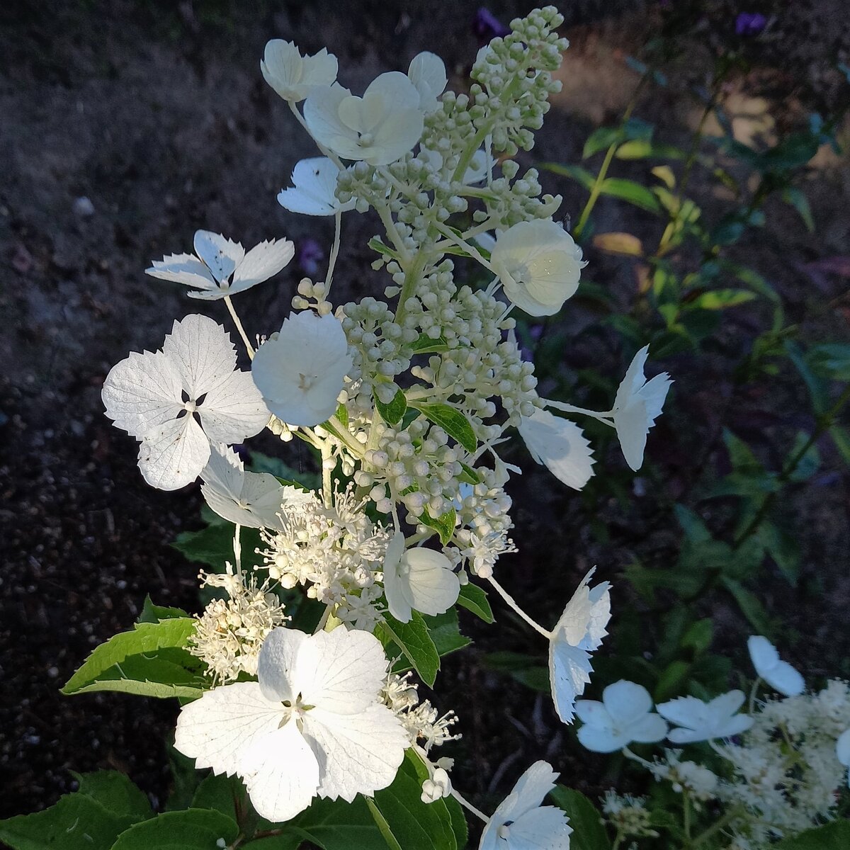 White Lady, а дальше...
