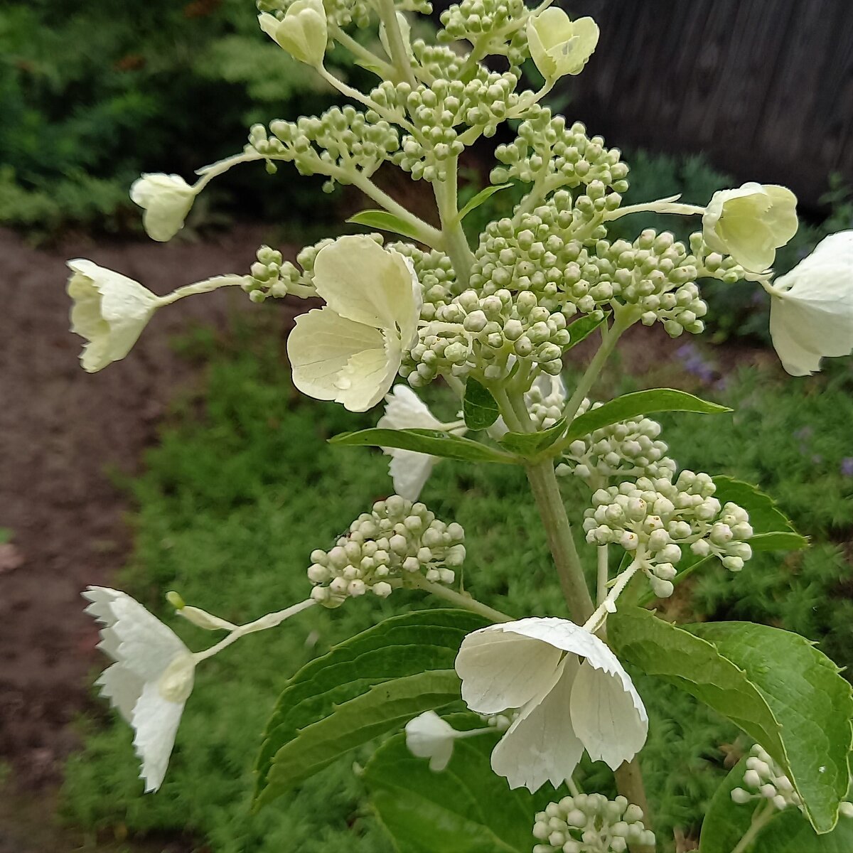 Pink Lady. Или наоборот? Конечно, еще понаблюдаю... Посадила их рядом