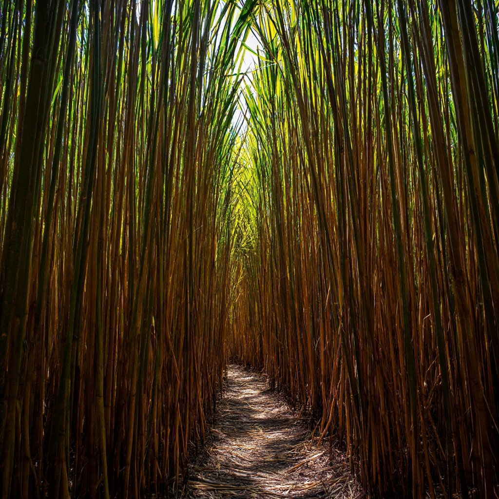 Джут - это растение произрастающее в тропках