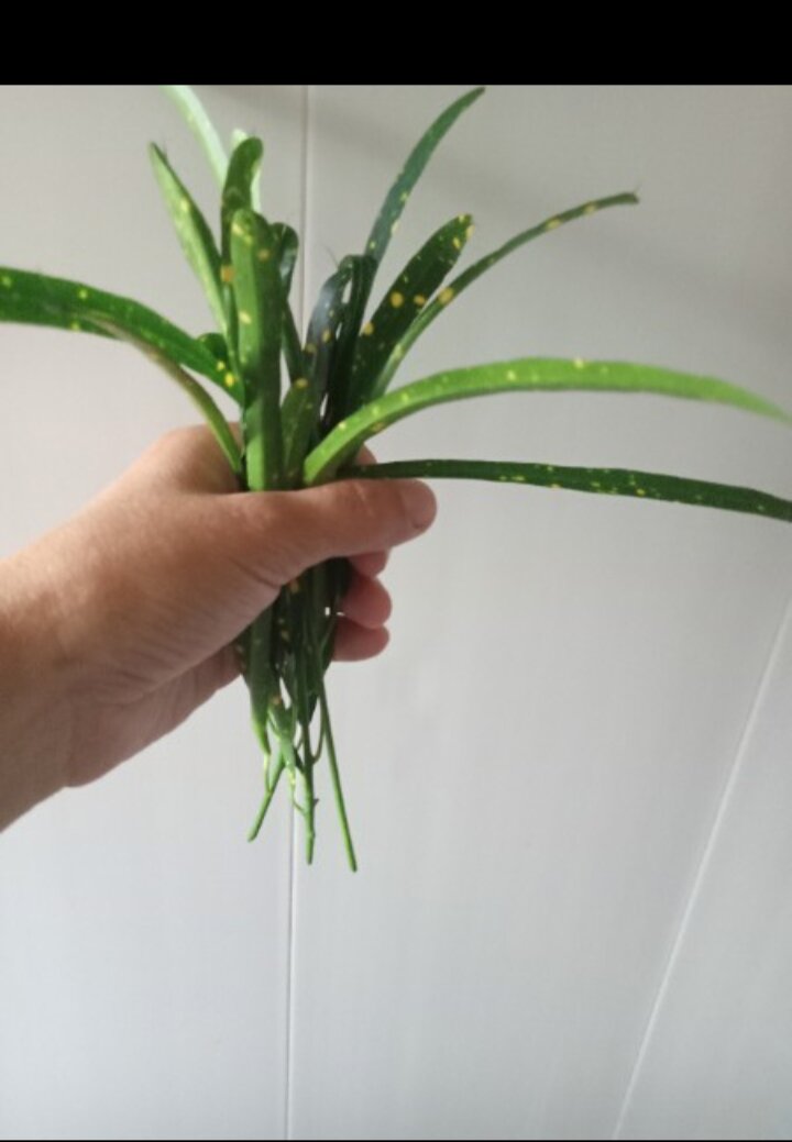 Пиктум спот 