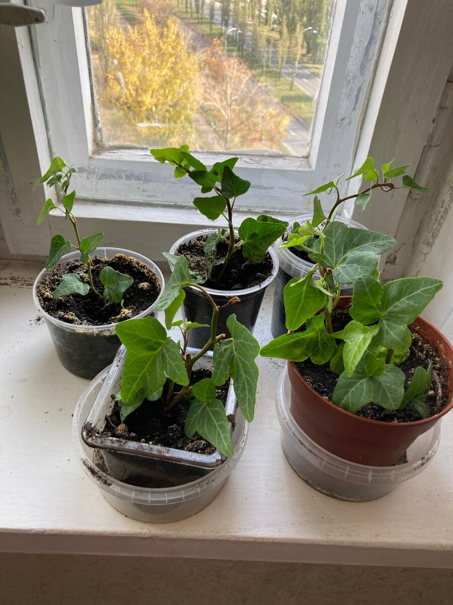 Ставил эти черенки на укоренение в начале октября