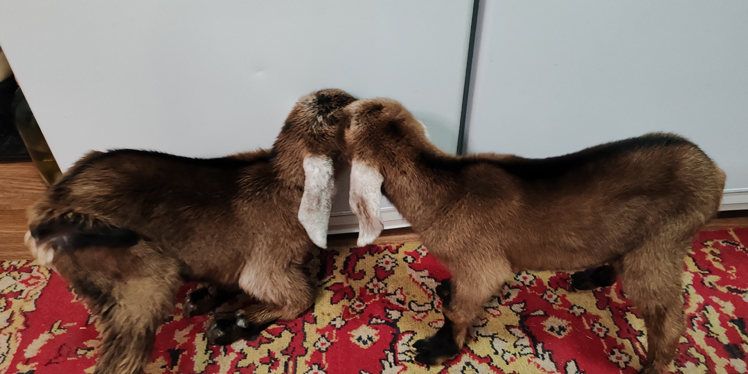 Ну и РАДОСТЬ на ночь глядя!!!