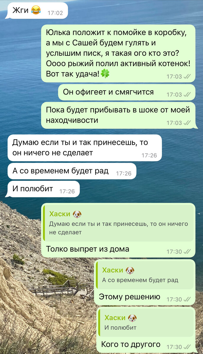 План как принести котенка в дом