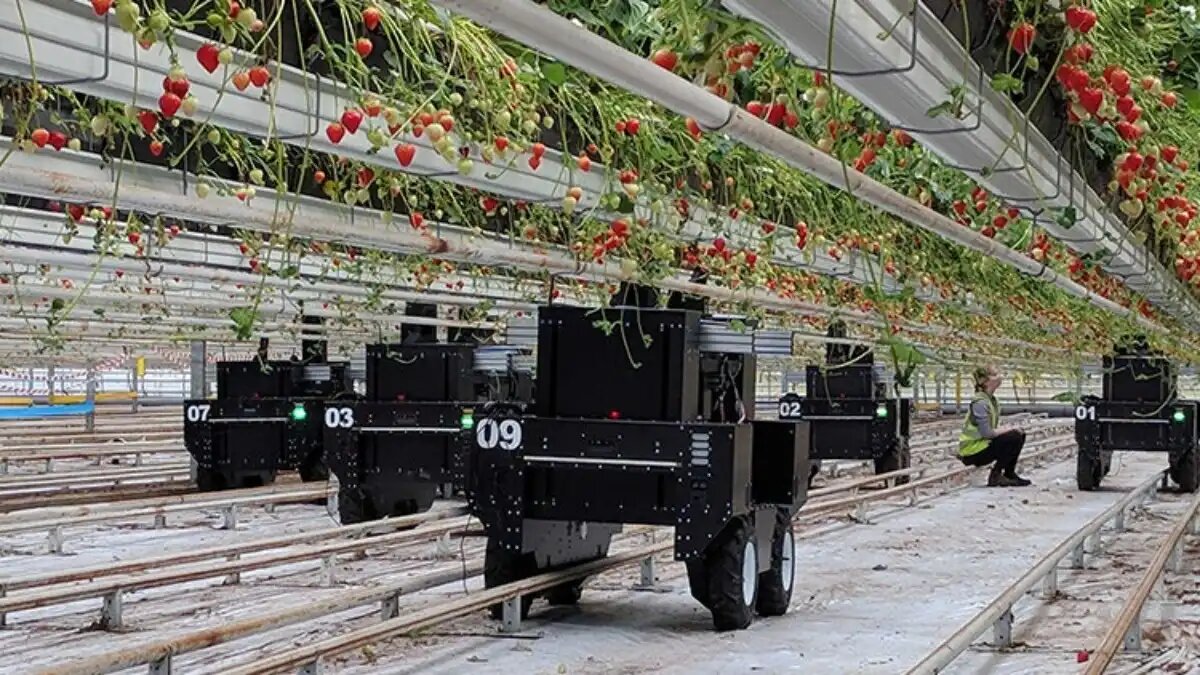 Фото: tortugaagtech.com Робот для садов, теплиц и виноградников Tortuga AgTech стал лучшим сельхозроботом на конкурсе Ag Robot of the Year 2024